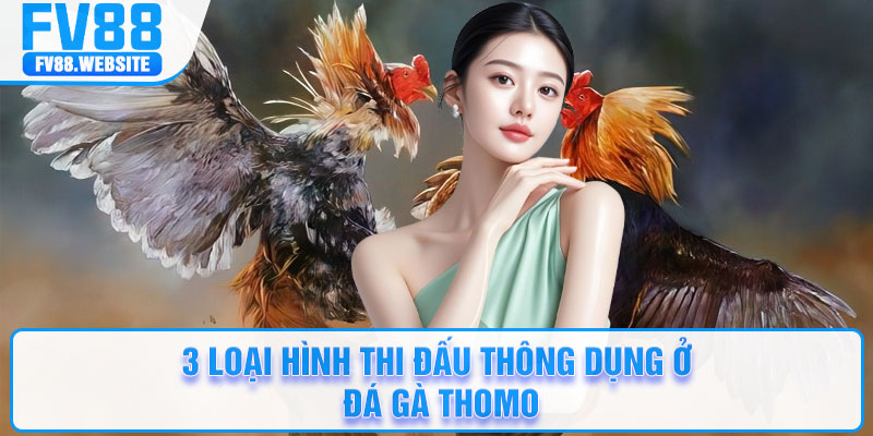 3 loại hình thi đấu thông dụng ở đá gà Thomo